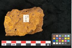 Foto (Objekt + Etikett) von Cinnamomum leichardtii Ettingshausen (NHMW-GEO-2024-0188-10378a)